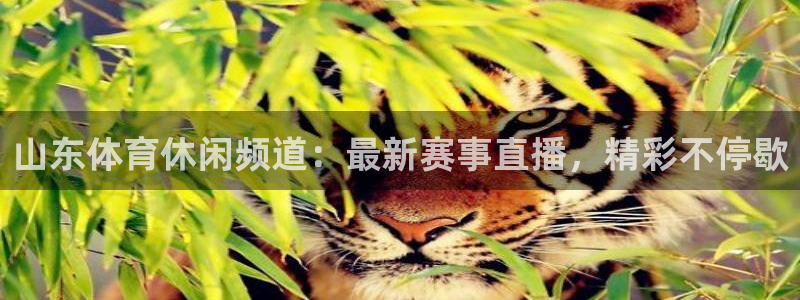 山东体育休闲频道：最新赛事直播，精彩不停歇